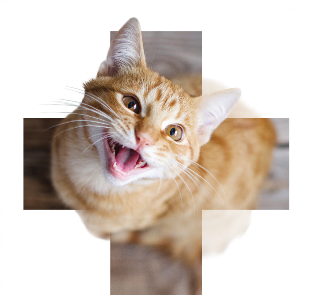 Calibra VDcat pro www - Diabetes - Foto4