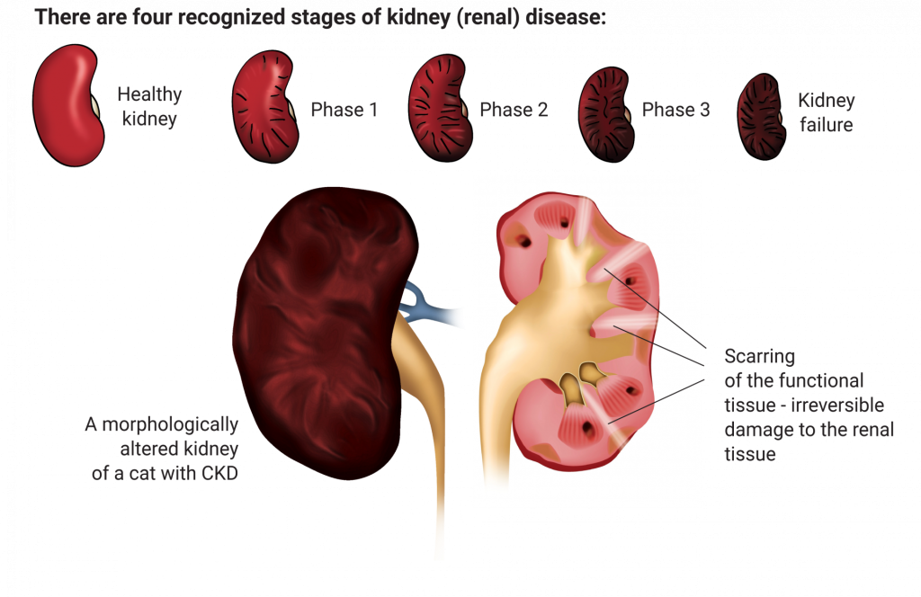 Calibra VDcat pro www - Renal - Sch1 - ANGL