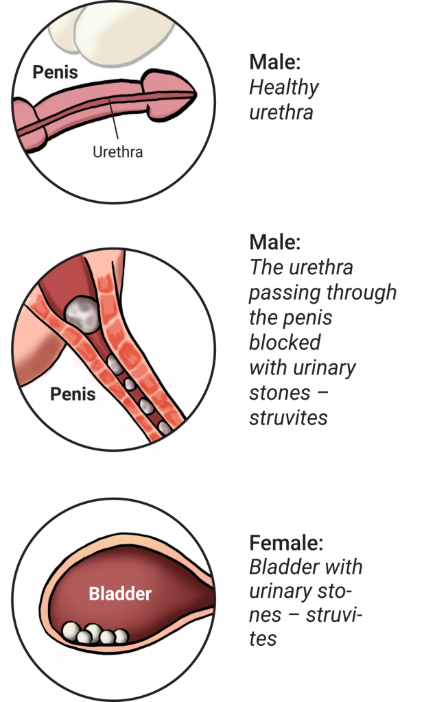 Calibra VDcat pro www - Struvite - Sch2 - ANGL